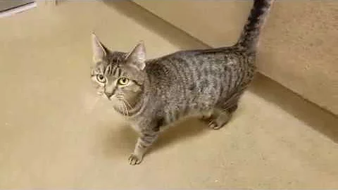 Shellie A757329 (ADOPTED 3/2/19)