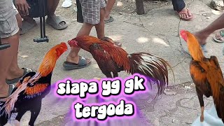 Turns out chicken prices at Gawok Market get cheaper as the day goes on