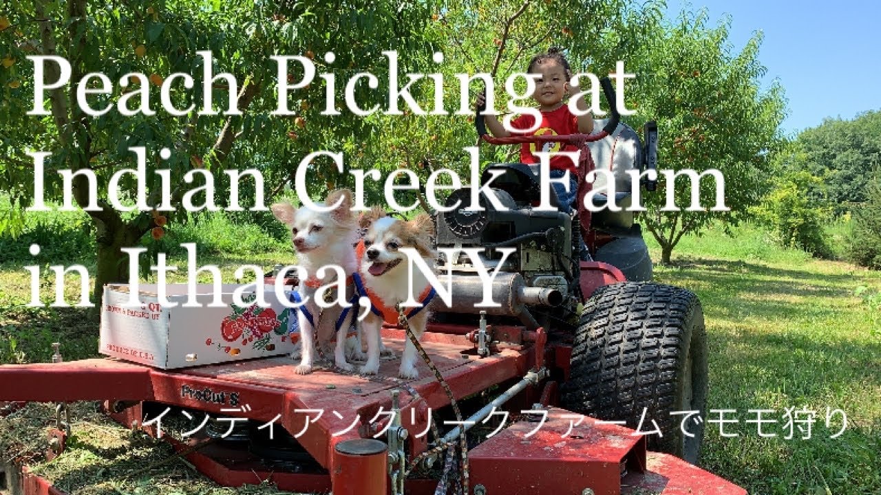 Peach Picking at Indian Creek Farm - ニューヨークでプチ家族旅行「ピーチ狩り」子供もわんこ達もみんなで楽しめる！