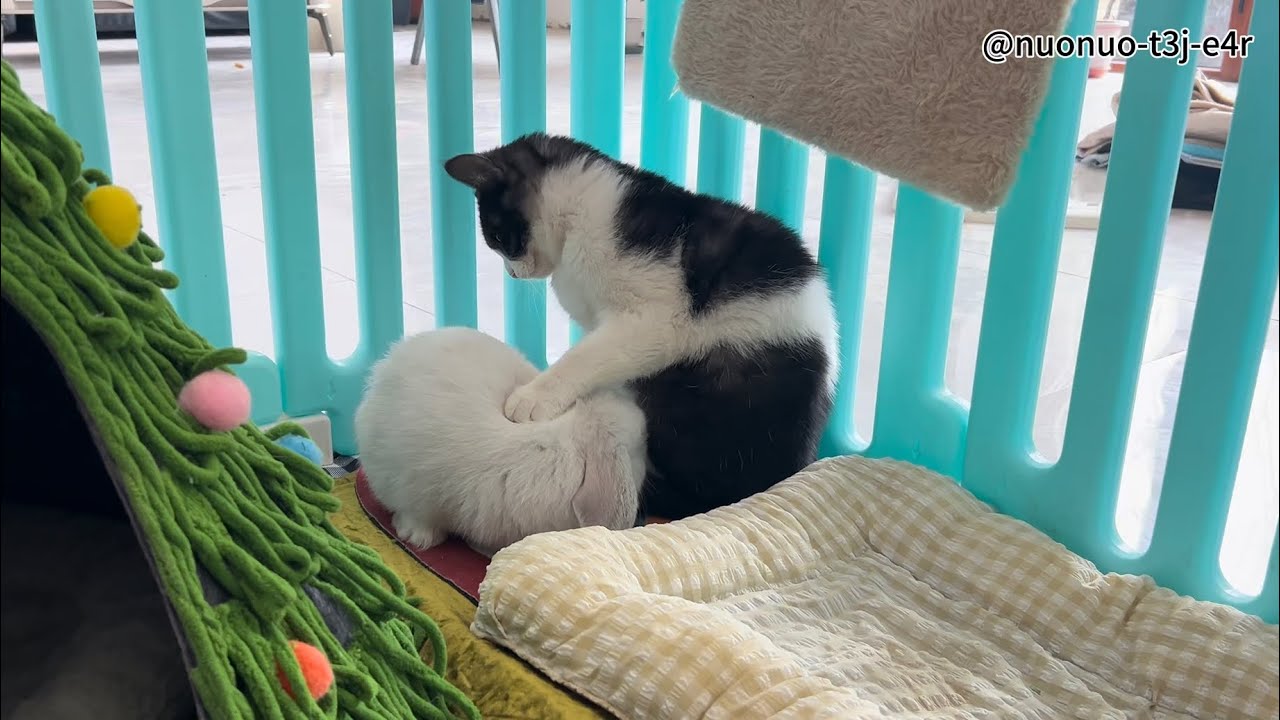 Suddenly discovered some of their little secrets.😱❗️#rabbit #bunny #funny #cute 