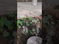 Organic Gardening Tip | Wood Ash for Better Growth 🌱 #shorts