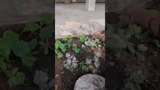 Organic Gardening Tip | Wood Ash for Better Growth 🌱 #shorts