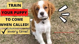 HOW TO TRAIN YOUR CAVAPOO PUPPY TO COME/RECALL! | Training with Voice, Hand Signals, Sound!