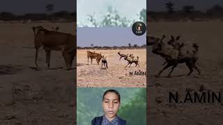 Leadership's Arrogance:#CollectiveStrength#AfricanWildDogs#Arrogance#FallOfPower