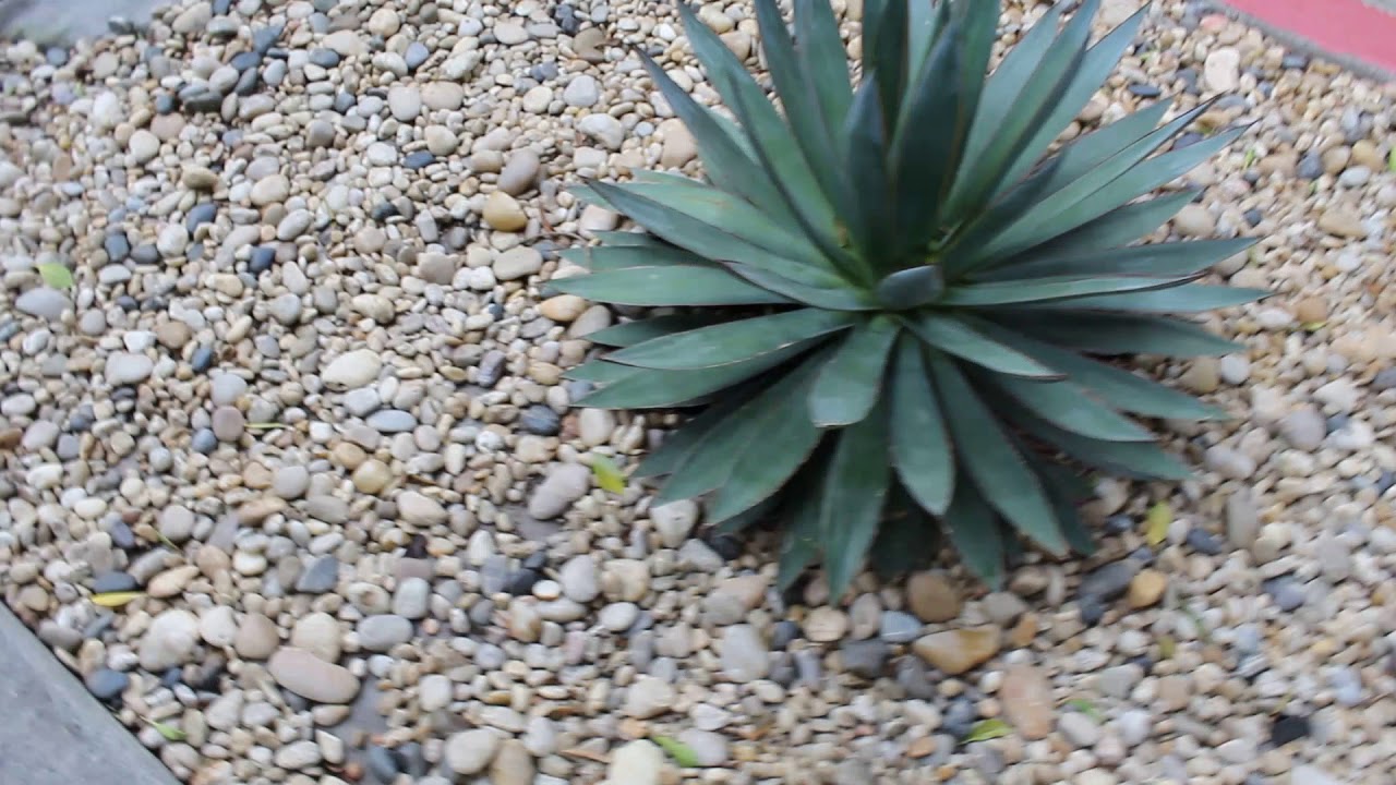 Mixed Polished Pebble Landscape
