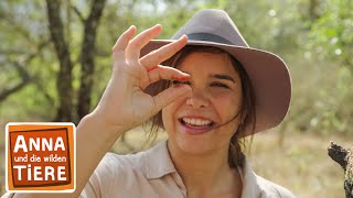 Im Wald der Buschbabys | Reportage für Kinder | Anna und die wilden Tiere