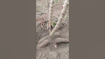 Umbi Singkong Pandan Dengan 2 Batang #shorts #bertani #farming #singkong #dharmayasaberkarya