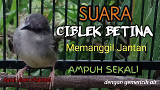 Download Lagu SUARA CIBLEK BETINA MEMANGGIL JANTAN | Langsung Nyaut | Paling Dicari MP3