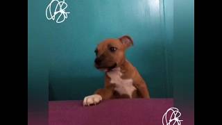 Nala My Puppy Staffy 2 Month 11 Days - Walk,Sleep, Meets Hers 2 Sisters Cats