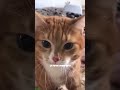 Sleepy Kitten breaks rules - Animal Trend 🌟 Star Cat!