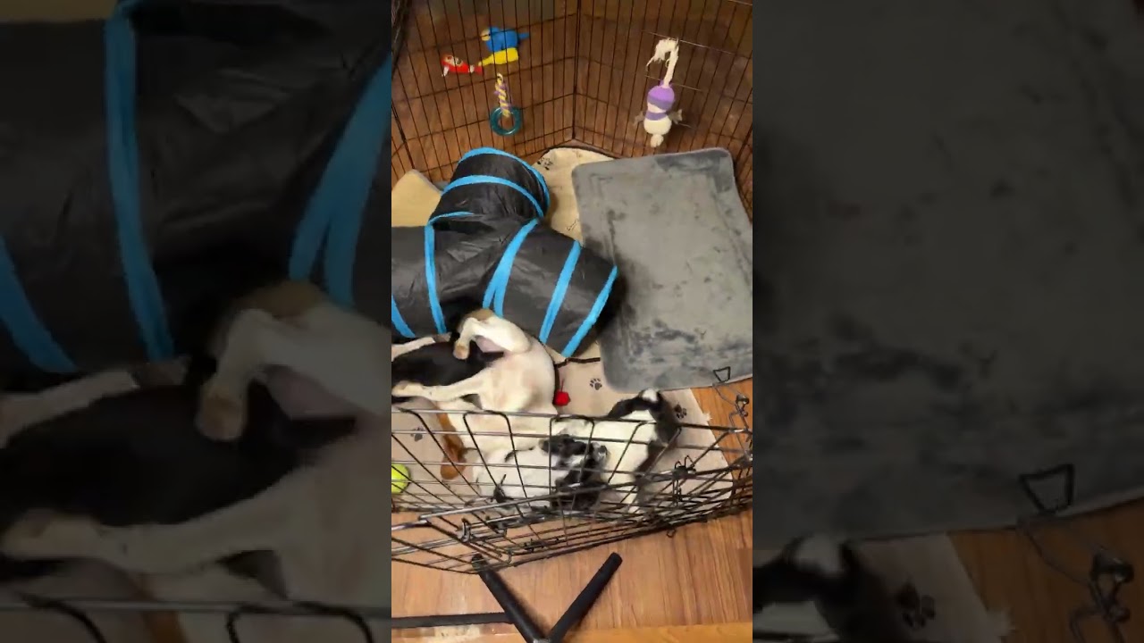 English cocker spaniel puppies Hilltop Dog Puppy Training Kennel  is live!