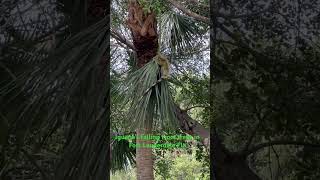 Falling Iguana in palm tree Fort Lauderdale Fla 2023