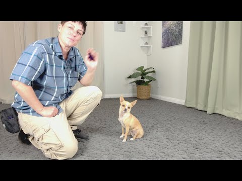 Proofing the release cue for sustained behaviors - Members Video Nov 2024