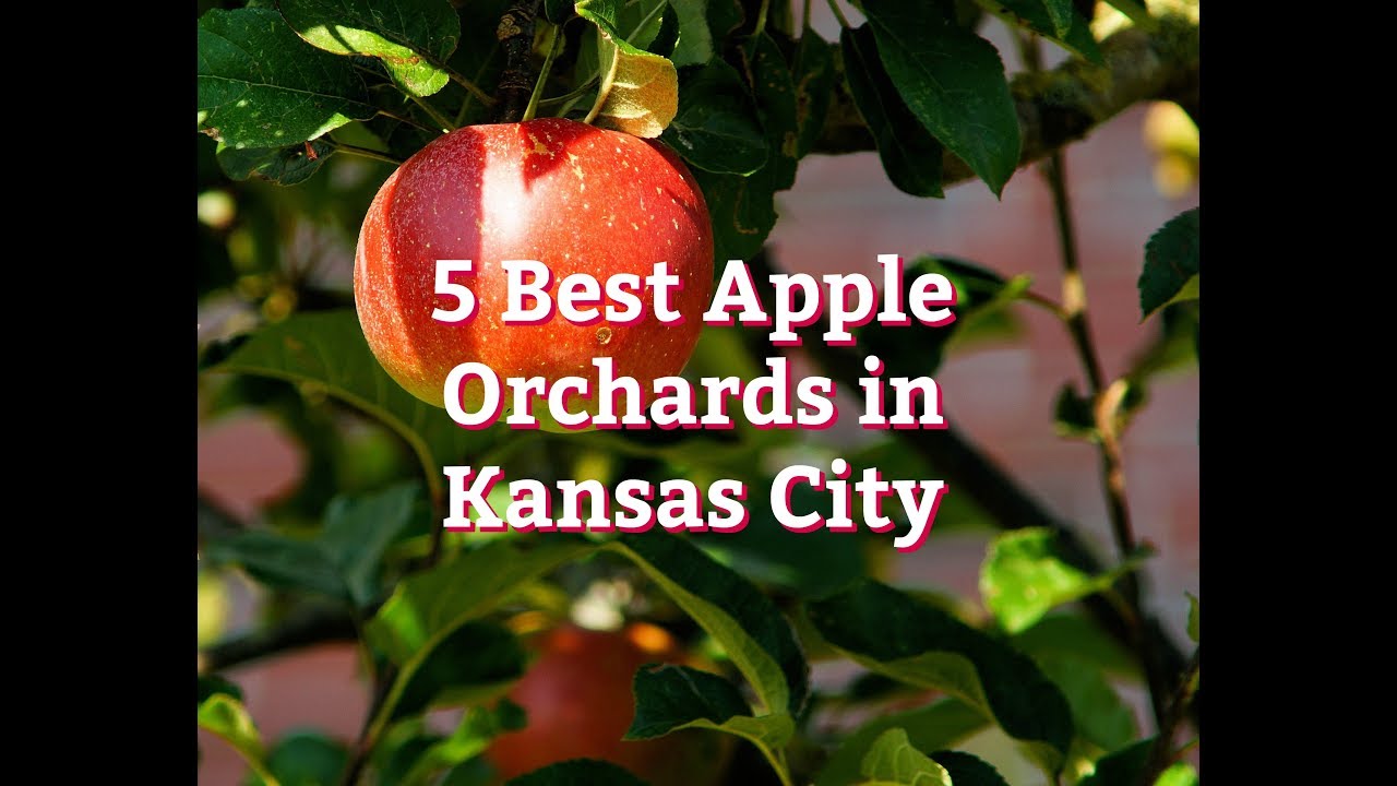 5 Best Apple Orchards in Kansas City YouTube