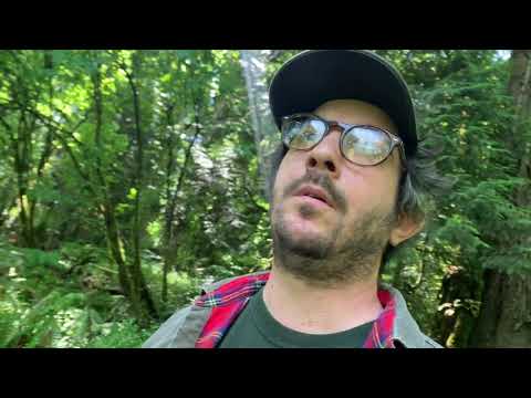 Forest Walk In The Time Of Corona