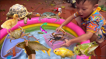 Tổng hợp video cá cảnh đẹp, Thỏ Vlog bắt con vịt , cá trắm bự , cá trê , cá koi , rùa , cua quái vật