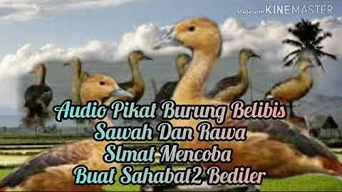 Audio Pikat Belibis ● Rawa Dan Sawah AMPUH