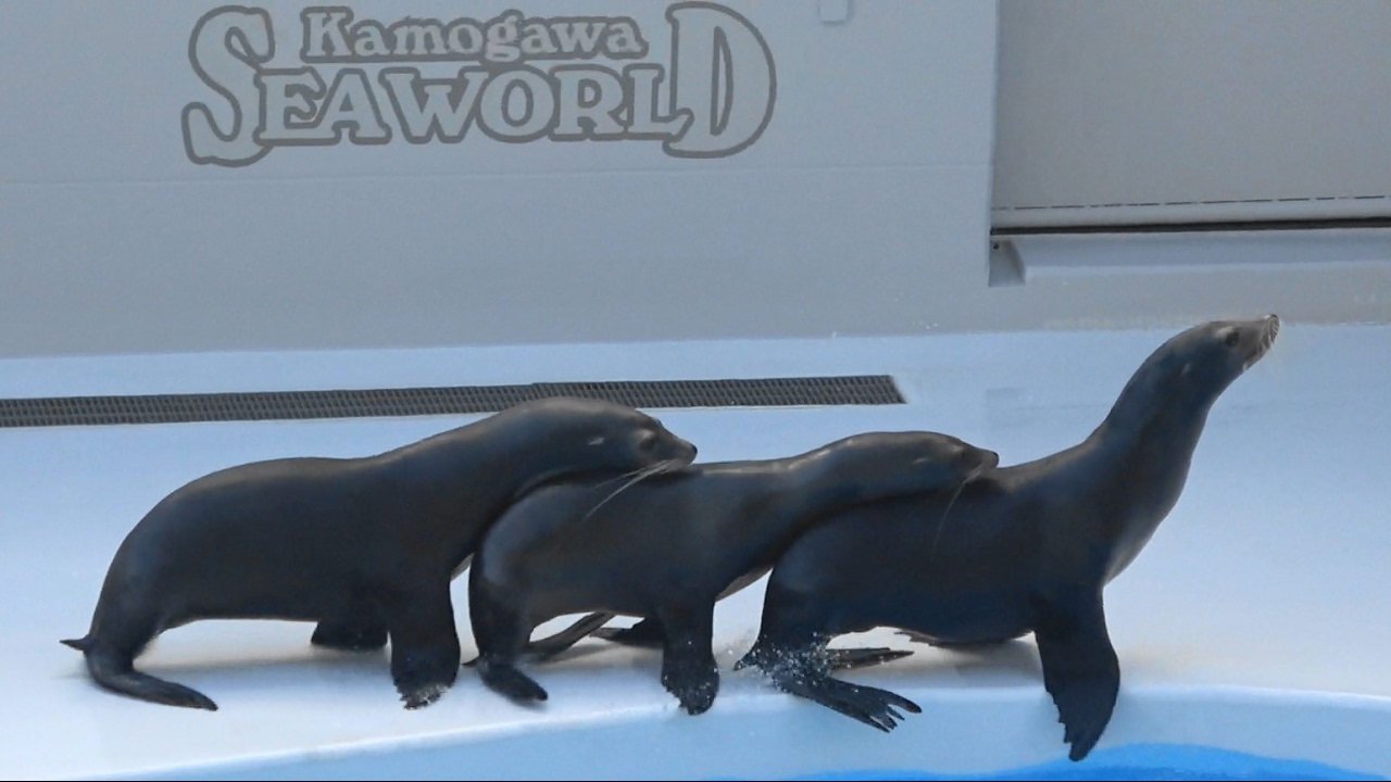 アシカを漢字で書くと 海驢の葦鹿の読み方や意味は セイウチの漢字表記は 海象や海馬の読み方や意味や由来は ウルトラフリーダム