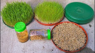 How to grow wheat grass at home without soil