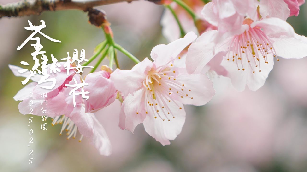 荃灣賞花 城門谷公園櫻花  吉野櫻 富士櫻 台灣山櫻 4K