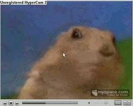 drama chipmunk