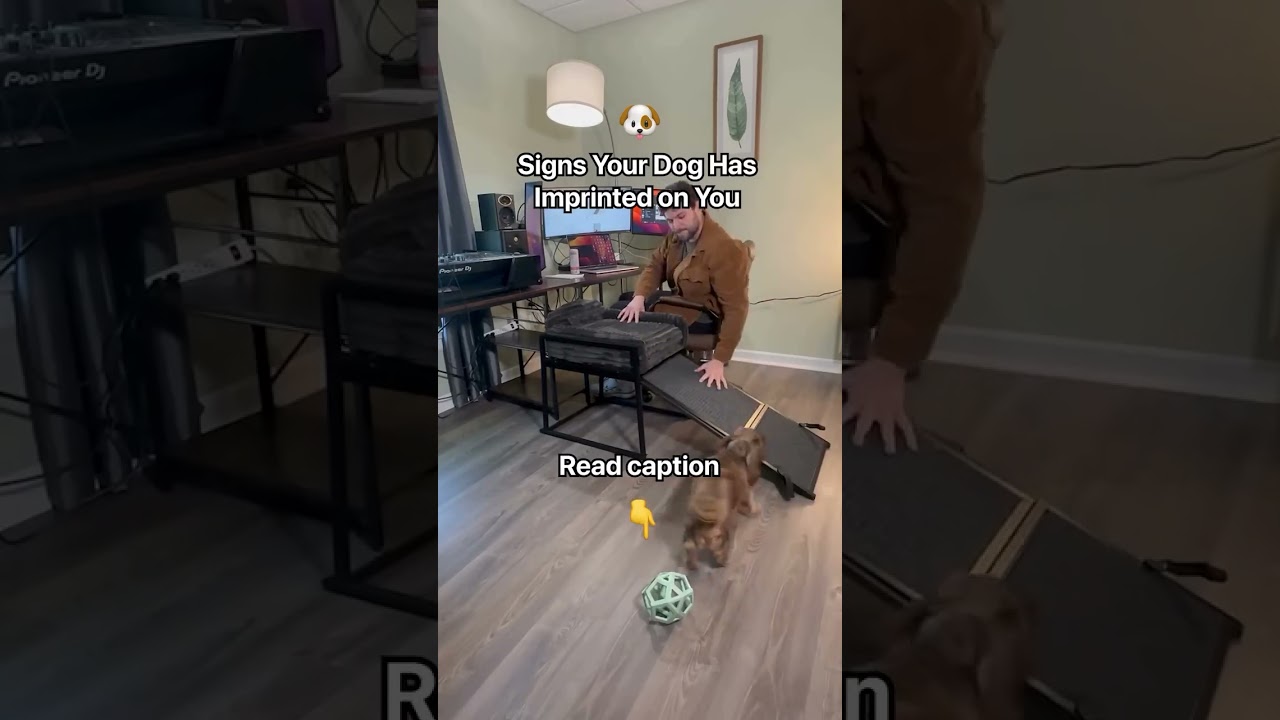 Follows You Everywhere  If your dog follows you around the house and always wants to be near you, it