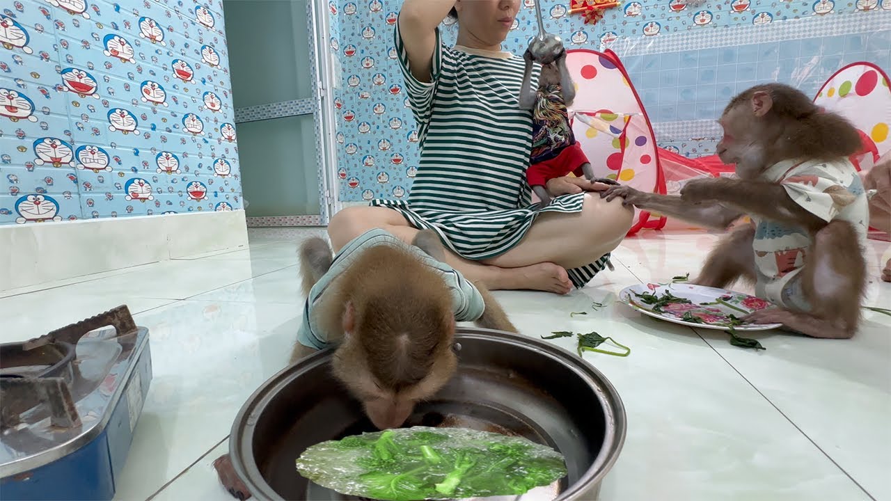 Monkey drinks vegetable broth YouTube