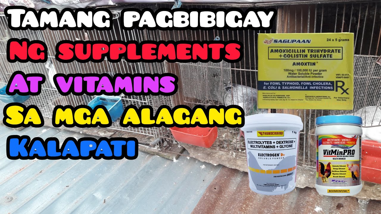 PAANO ANG TAMANG PAGBIBIGAY NG SUPLLEMENTS AT VITAMINS SA MGA ALAGANG KALAPATI!!!