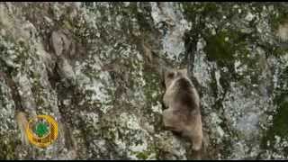 Boz Ayı Belgeseli Kestane