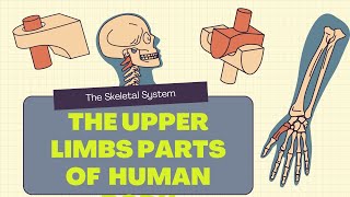 the upper limbs part