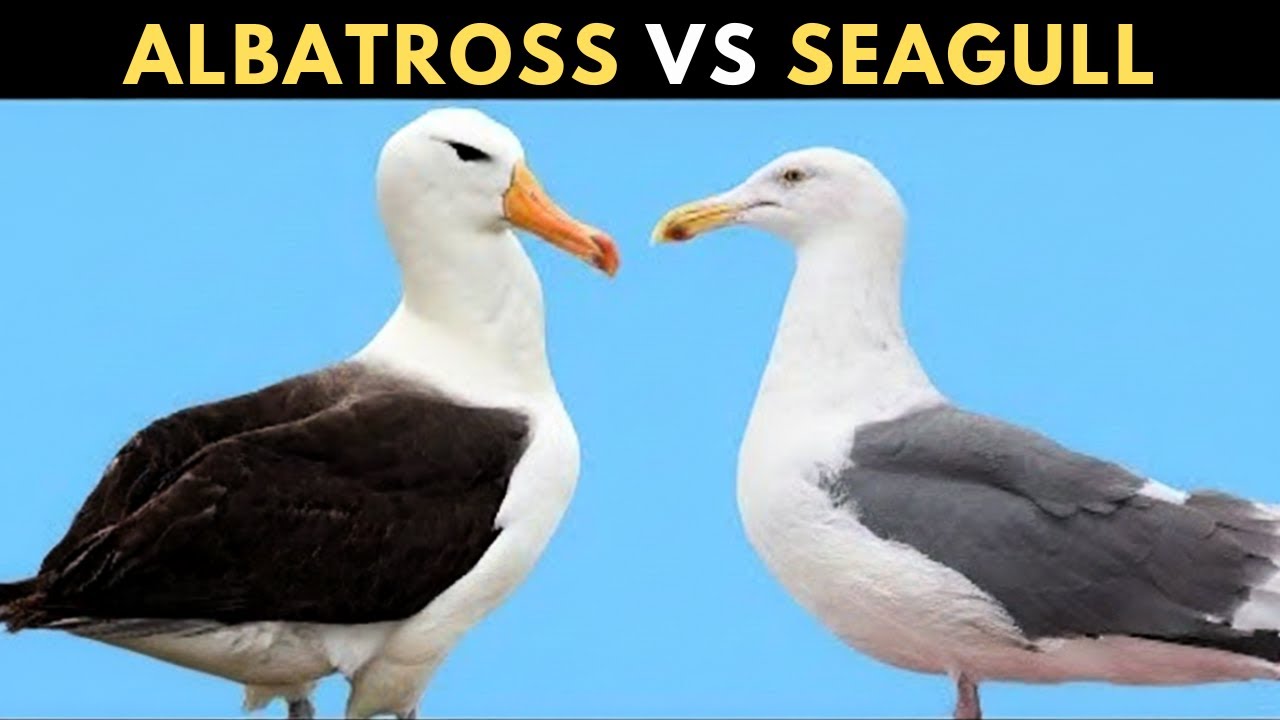 В чём разница между чайками и альбатросами?