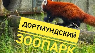 видео: Германия. Дортмунд. Зоопарк. Звери 4к. картинка: Германия. Дортмунд. Зоопарк. Звери 4к.