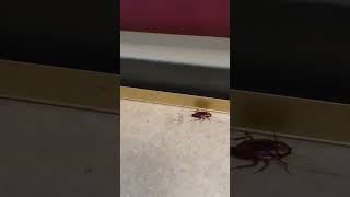 Mive Roach In My Office Island Fear