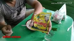 Umpan putih ikan mas wajib di coba untuk lomba & harian - Durasi: 7.49. 