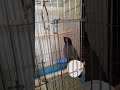 مرغ مینا باهوش Shorts مرغ مینا باهوش Shorts
