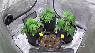 Grow Cam - Days 20-40 - 20X - Full View