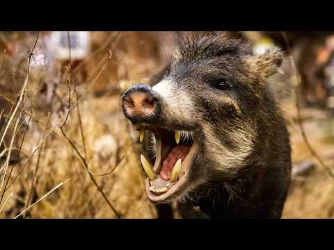 Самые Опасные Животные Всех Континентов Земли! Не встречайся с ними!