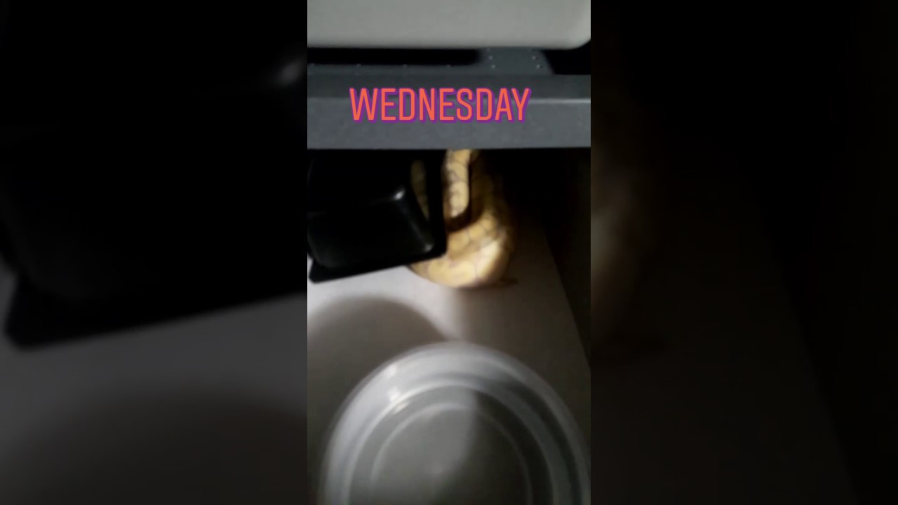 camera iphone 8 plus apk Pastel Banana short clip