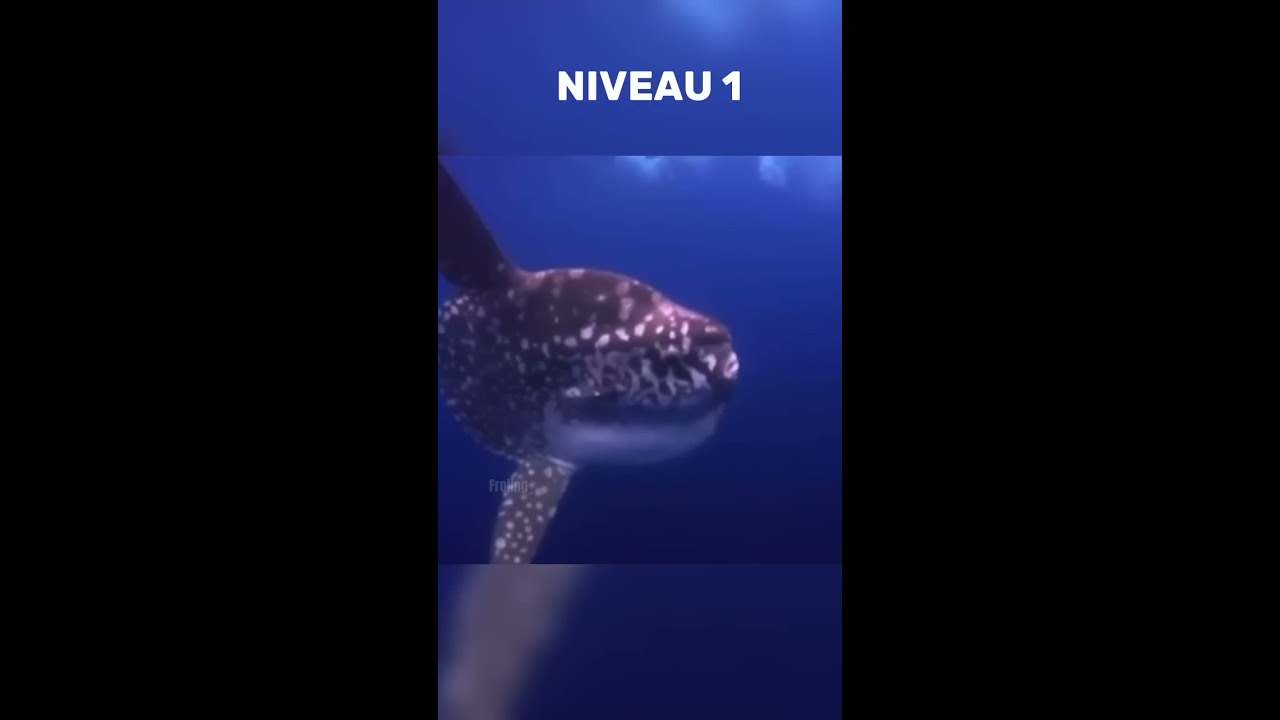 Souffrez Vous De La Thalassophobie 