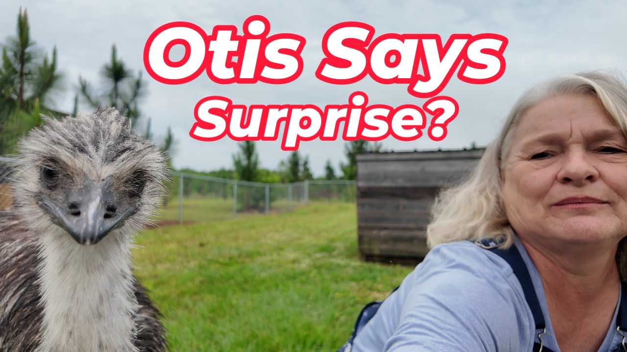 Surprise in the Barn!