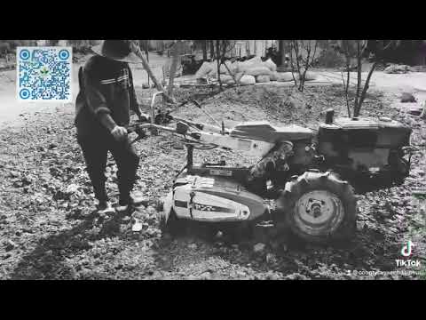 Video Trồng Cỏ lá gừng thái lan cho sân vườn khách hàng ở Củ... - youtube