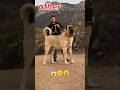 “Big Dogs 😳 vs My Cute Tommy 🐾🍎 #funnyshorts”