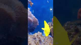 Yellow White Fishes in Corals and Plants in Deep Sea Video Background 1