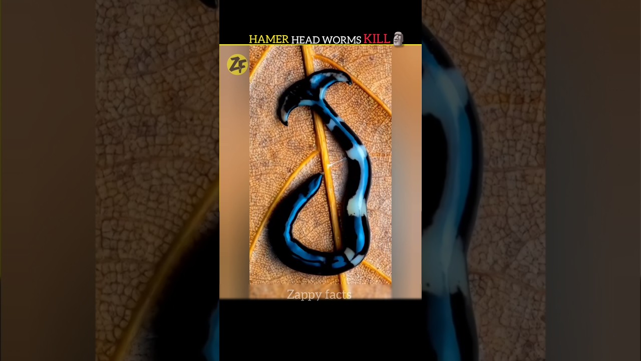 Kya Aapne Yeh Dekha? 🤔 99% Log Iske Baare Mein Nahi Jaante! 