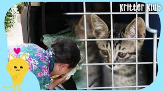 Inevitable Farewell Of Loving Grandma And Cats (Part 2) | Kritter Klub