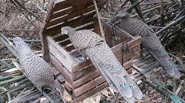 Hunting yos hav zoov cuab nas