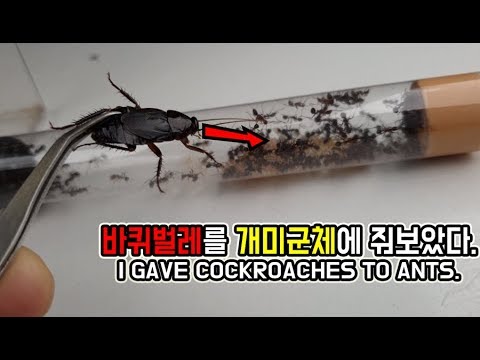 아우디 q7