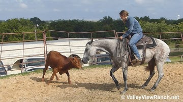 Boonaful - bridleless working cows! - ValleyViewRanch.net