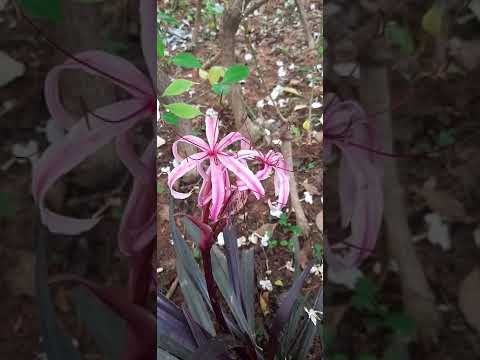Crinum Menehune Plant (Red Bog Lily). So attractive, everybody will love it. Time to be stressfree