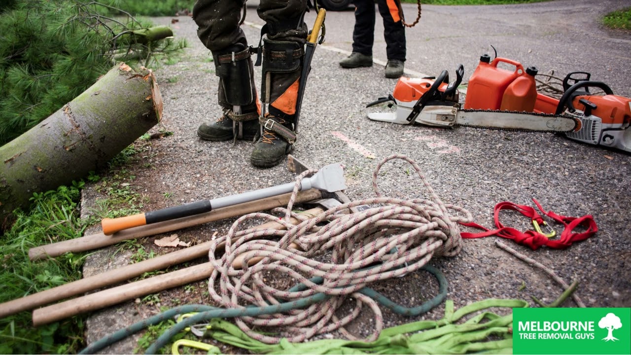 Arborists in Melbourne  Your Partners in Sustainable Tree Management